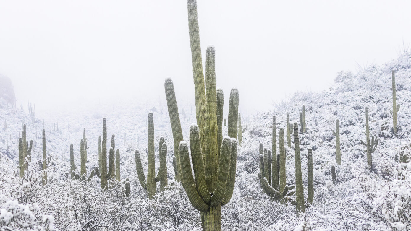 Saguaro Snowfall - Sean Parker Photography