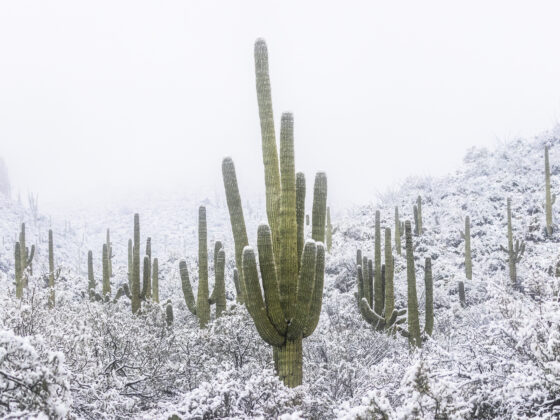 Saguaro Snowfall - Sean Parker Photography