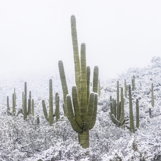 Saguaro Snowfall - Sean Parker Photography