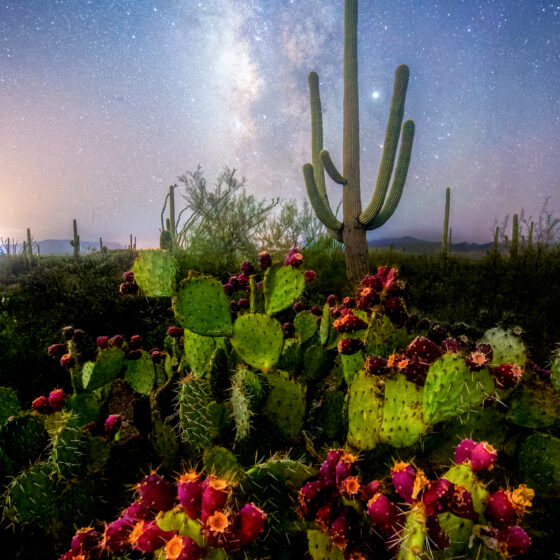 Milky Way Prickly Pear - Sean Parker Photography