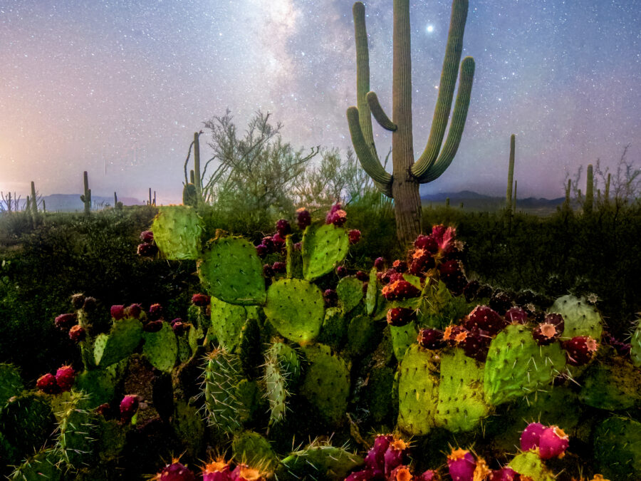 Milky Way Prickly Pear - Sean Parker Photography