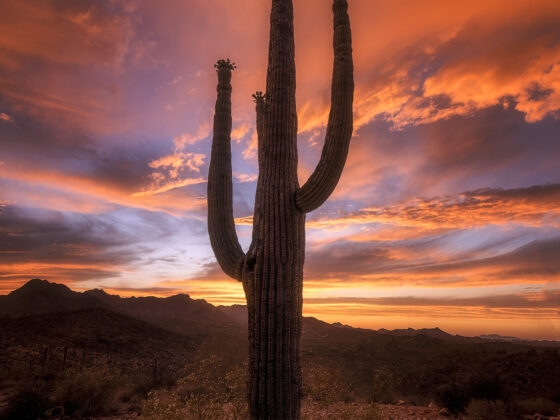 Saguaro Sunset - Sean Parker Photography