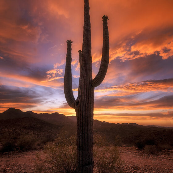 Saguaro Sunset - Sean Parker Photography