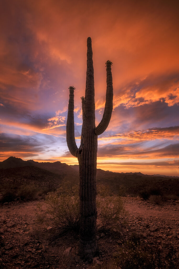 Saguaro Sunset - Sean Parker Photography