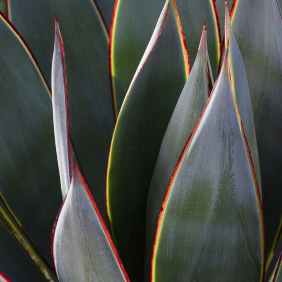 Agave by Leslie Leathers Photography