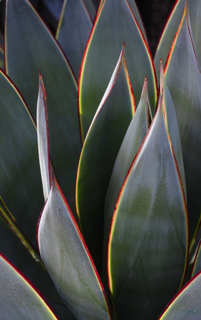 Agave by Leslie Leathers Photography