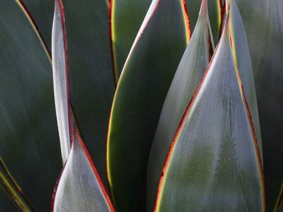 Agave by Leslie Leathers Photography