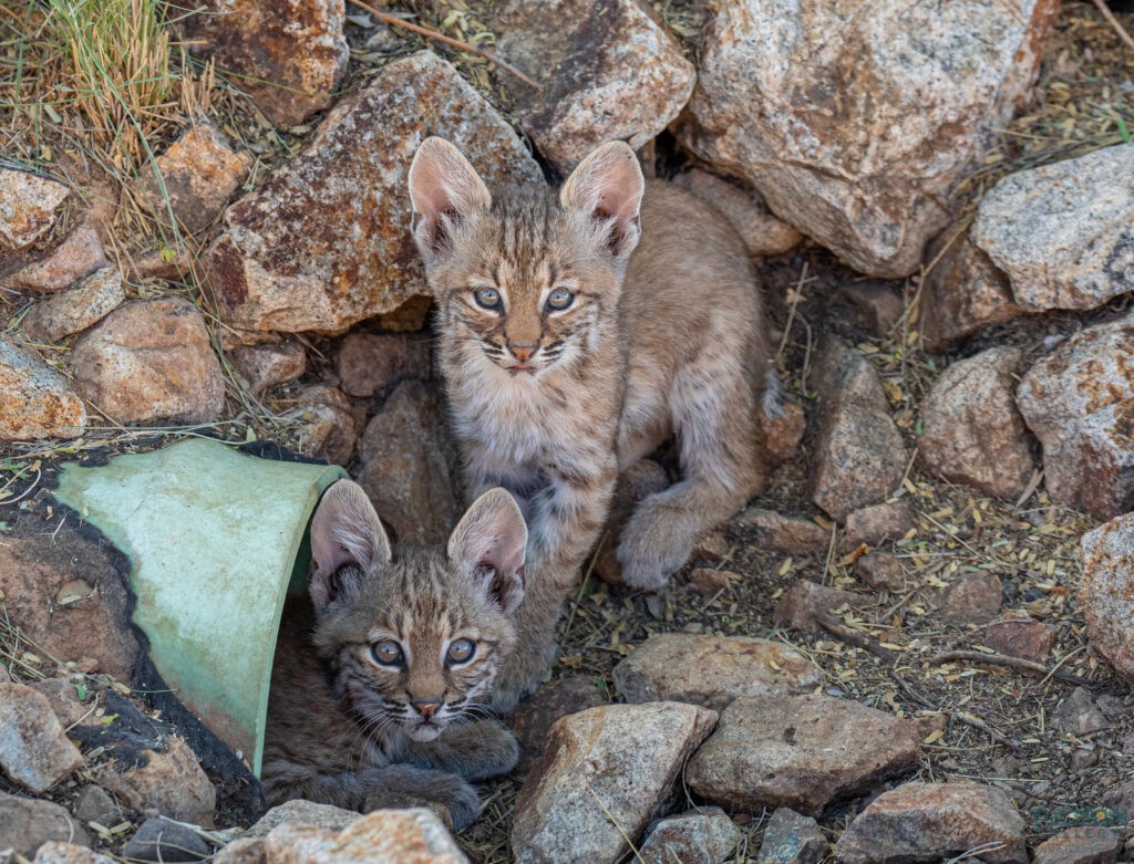 Baby Bobcats Duo by Leslie Leathers Photography