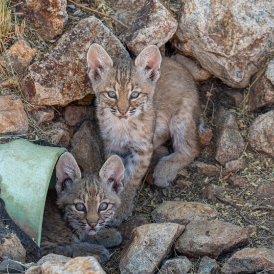 Baby Bobcats Duo by Leslie Leathers Photography