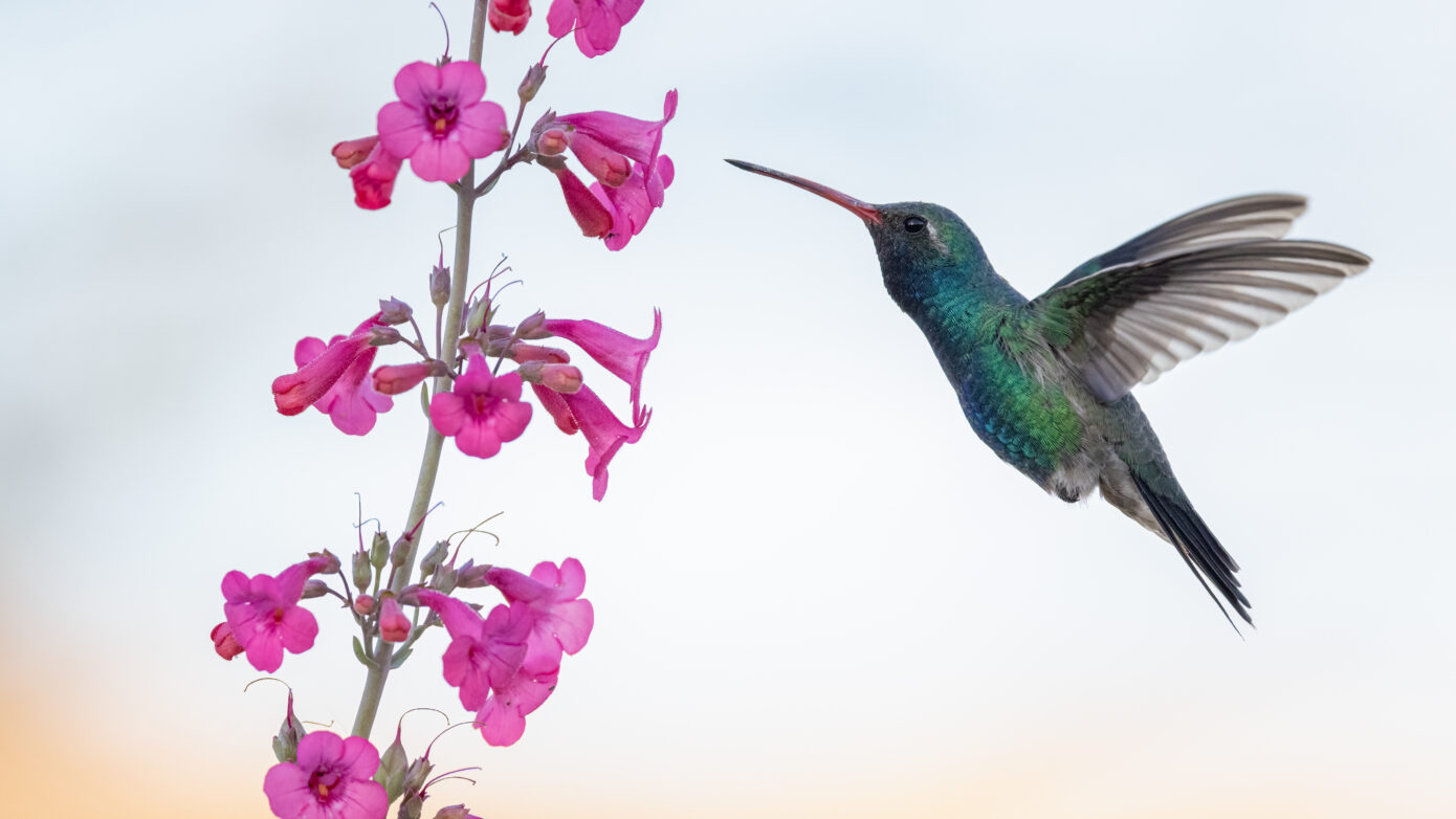 Broad Billed Hummingbird by Leslie Leathers Photography