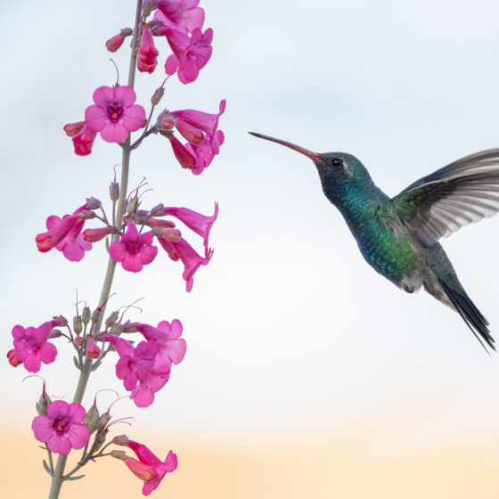 Broad Billed Hummingbird by Leslie Leathers Photography