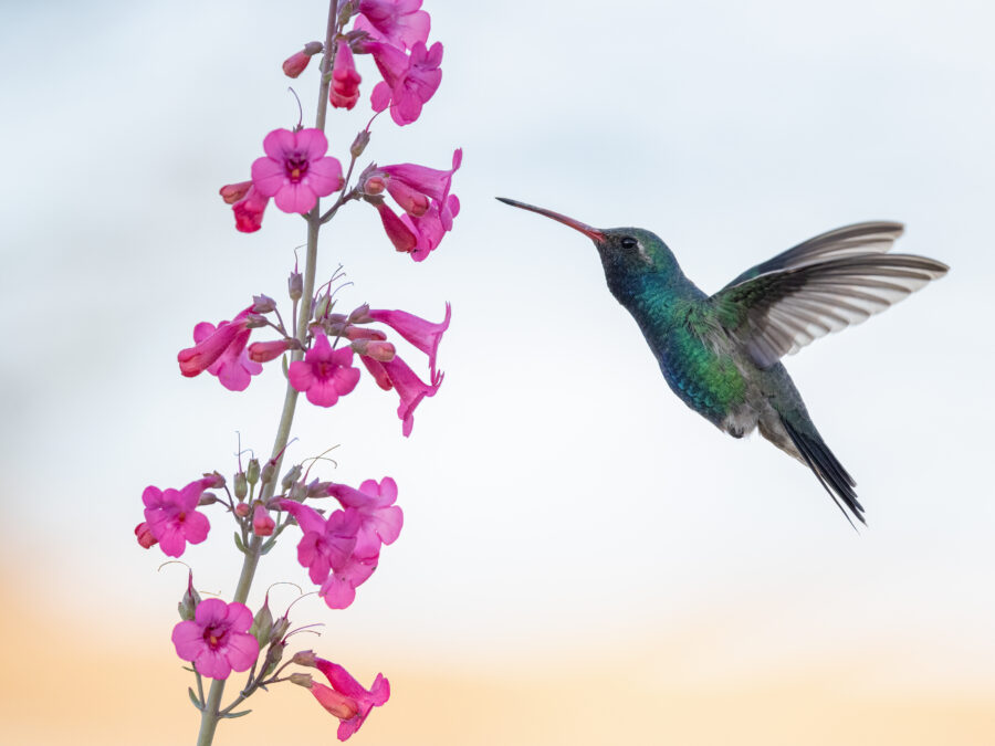 Broad Billed Hummingbird by Leslie Leathers Photography