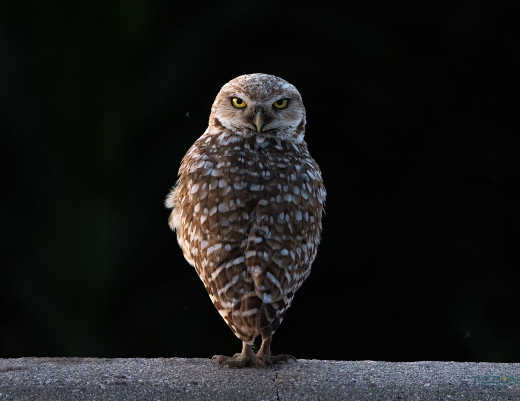 Burrowing Owl by Leslie Leathers Photography