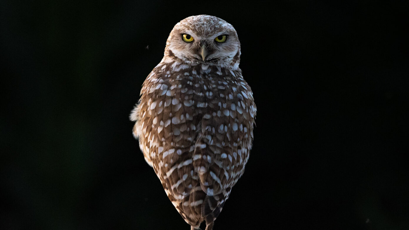 Burrowing Owl by Leslie Leathers Photography