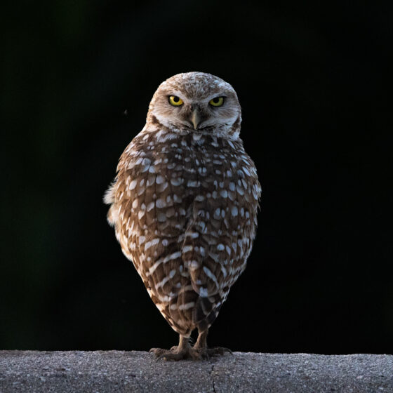 Burrowing Owl by Leslie Leathers Photography