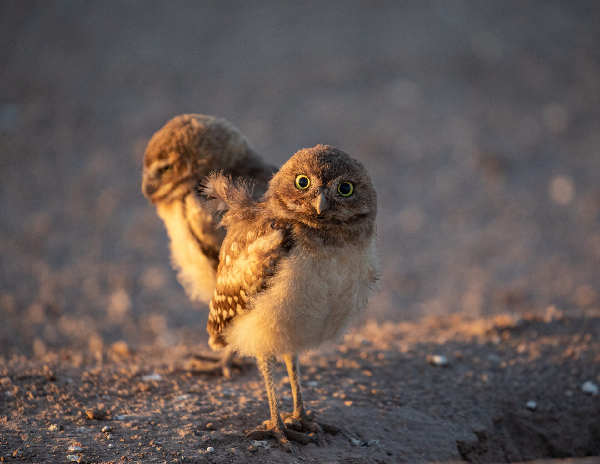 Burrowing Owls Duo - The Tucson Gallery