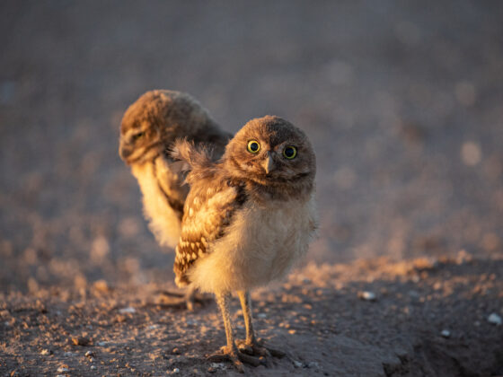 Burrowing Owls Duo by Leslie Leathers Photography
