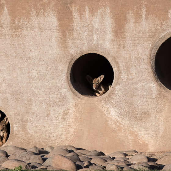 Coyote Condo by Leslie Leathers Photography