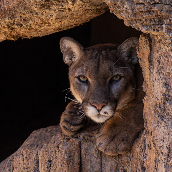 Cruz by Leslie Leathers Photography