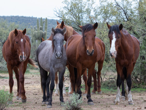 Dream Team by Leslie Leathers Photography