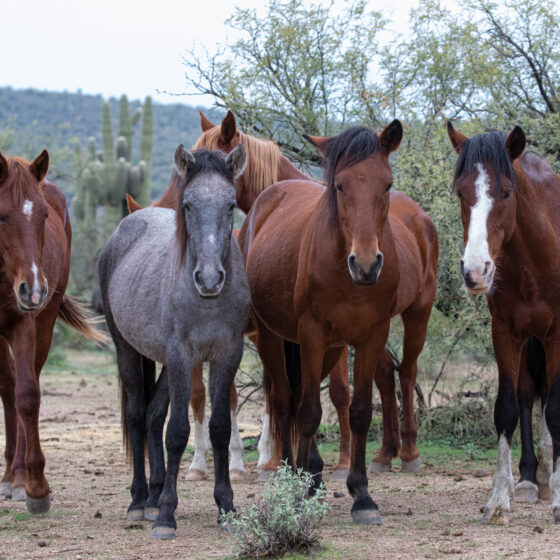 Dream Team by Leslie Leathers Photography