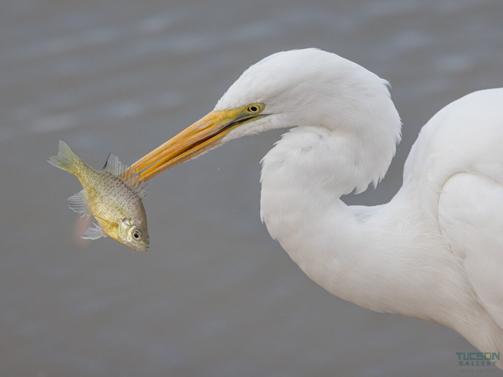 Great White Egret by Leslie Leathers Photography