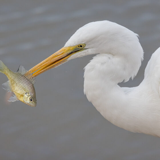 Great White Egret by Leslie Leathers Photography