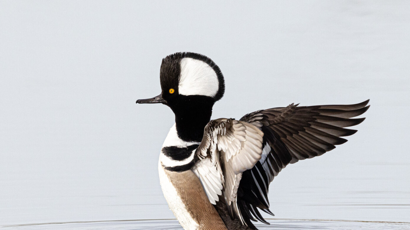 Hooded Merganser by Leslie Leathers Photography