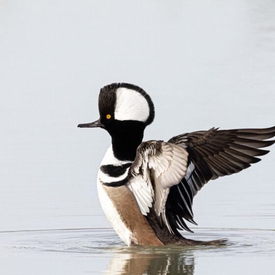 Hooded Merganser by Leslie Leathers Photography