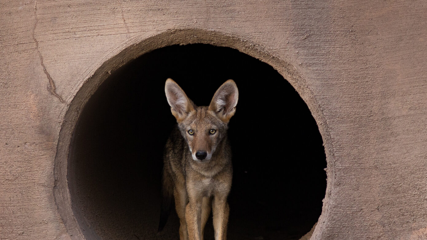 Juvenile Coyote by Leslie Leathers Photography