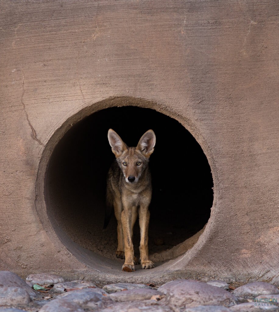 Juvenile Coyote by Leslie Leathers Photography