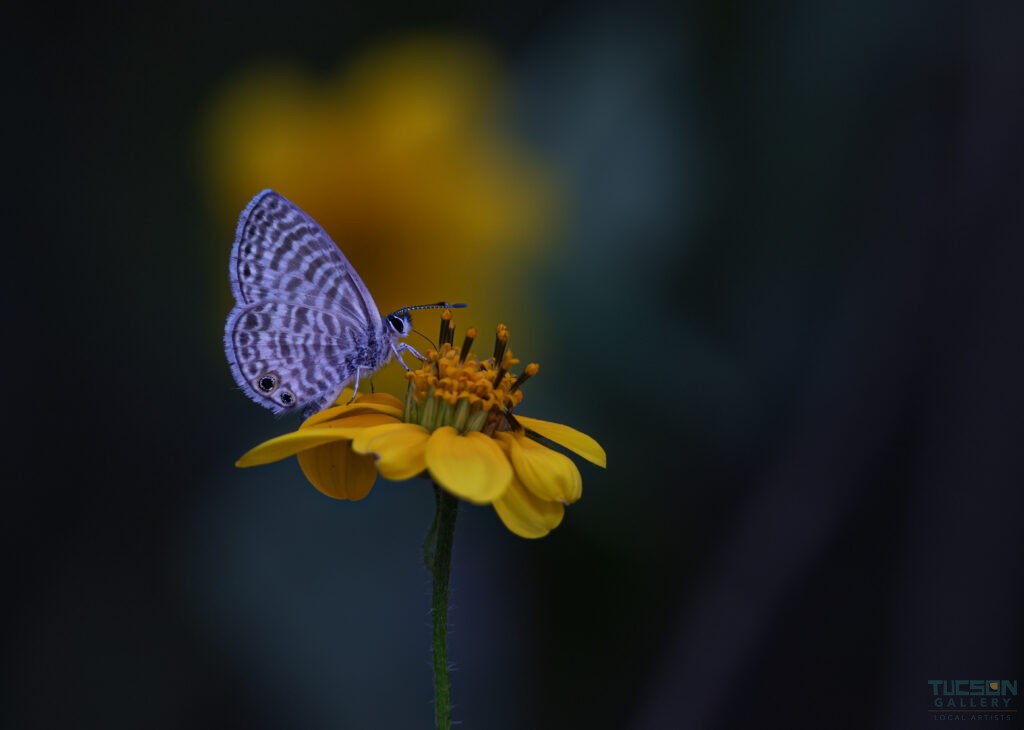 Marine Blue Butterfly by Leslie Leathers Photography