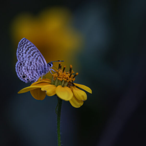 Marine Blue Butterfly by Leslie Leathers Photography