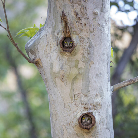 Owl Condo by Leslie Leathers Photography