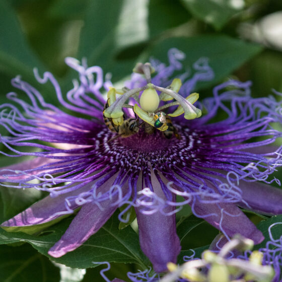 Purple Passion Flower by Leslie Leathers Photography