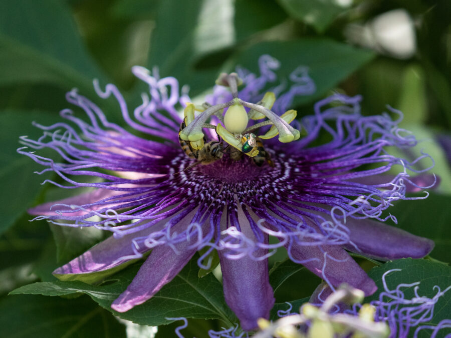 Purple Passion Flower by Leslie Leathers Photography