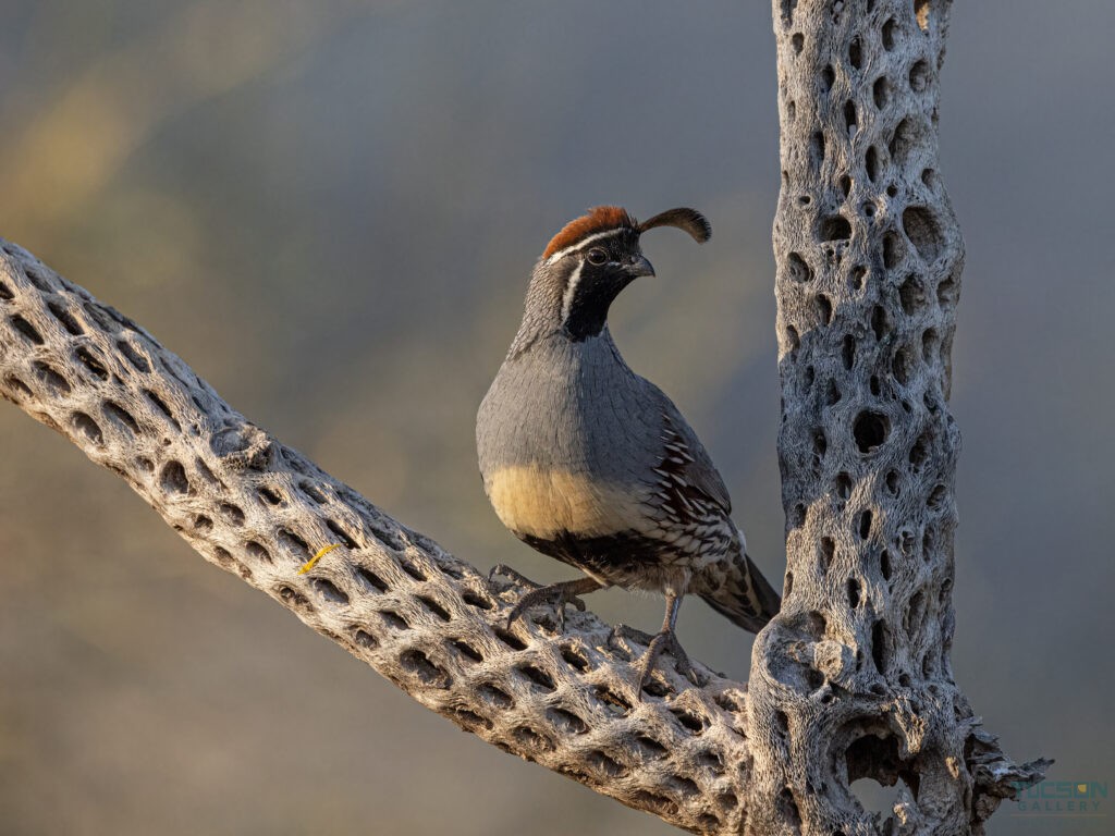 Quail on Cholla by Leslie Leathers Photography