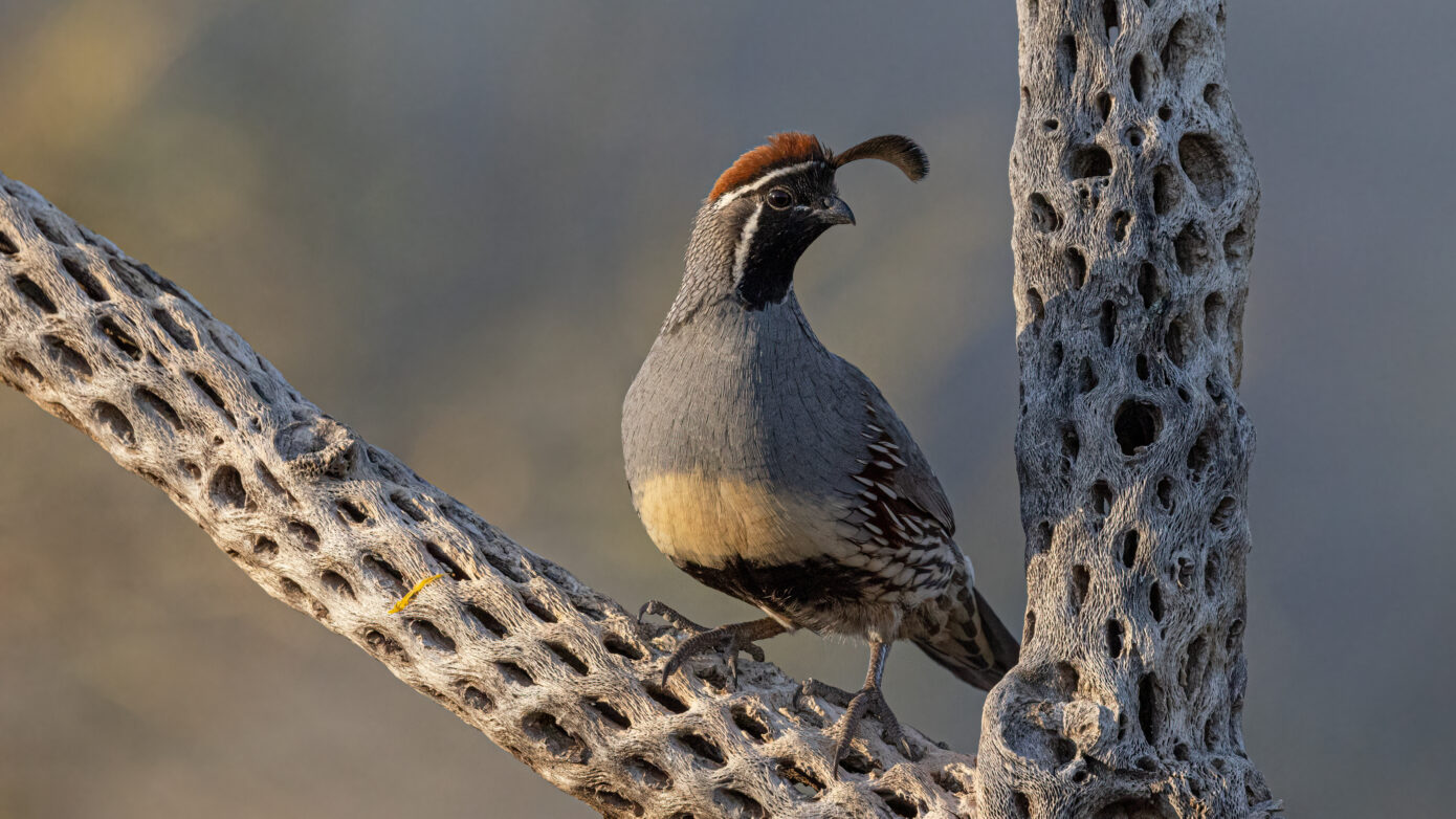 Quail on Cholla by Leslie Leathers Photography