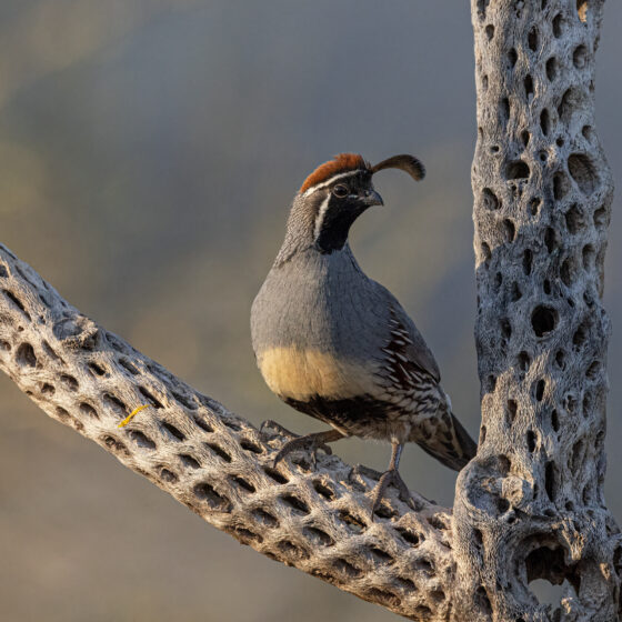 Quail on Cholla by Leslie Leathers Photography