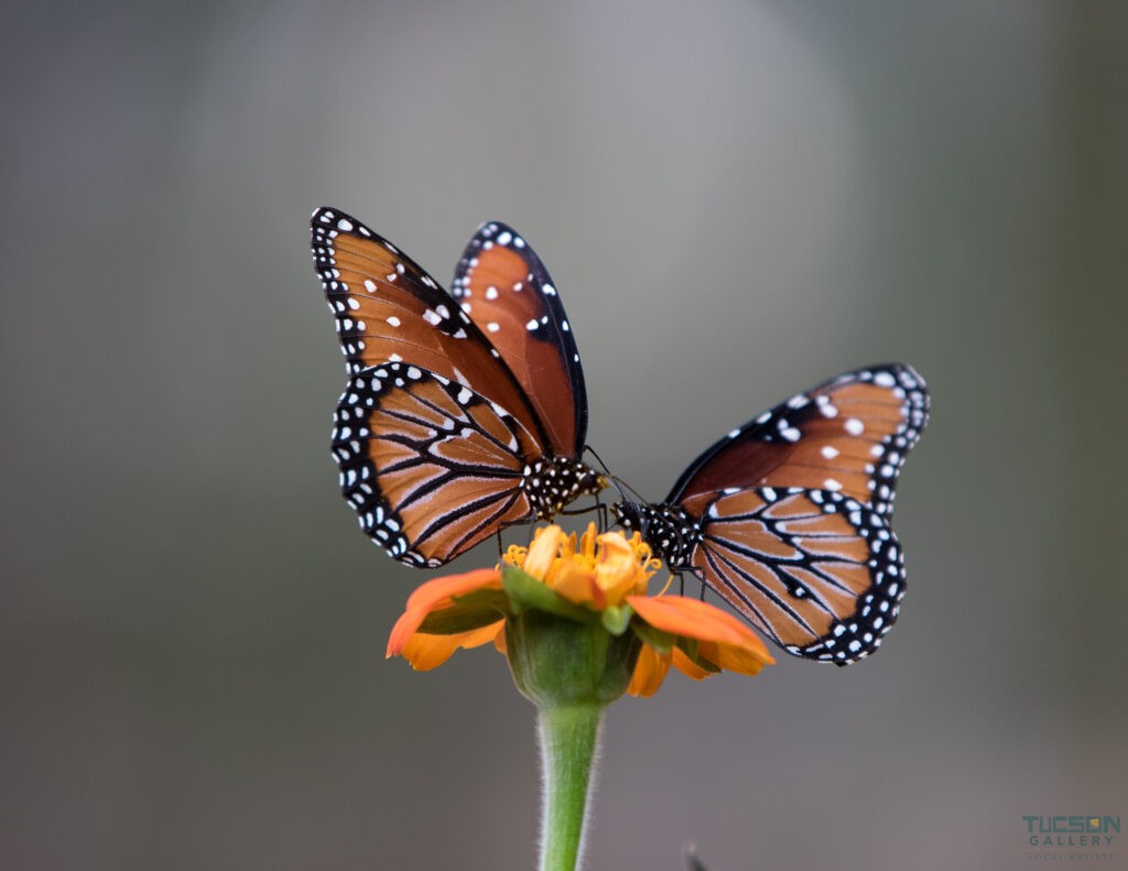 Queen Butterflies by Leslie Leathers Photography