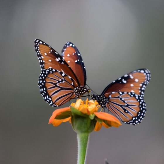 Queen Butterflies by Leslie Leathers Photography