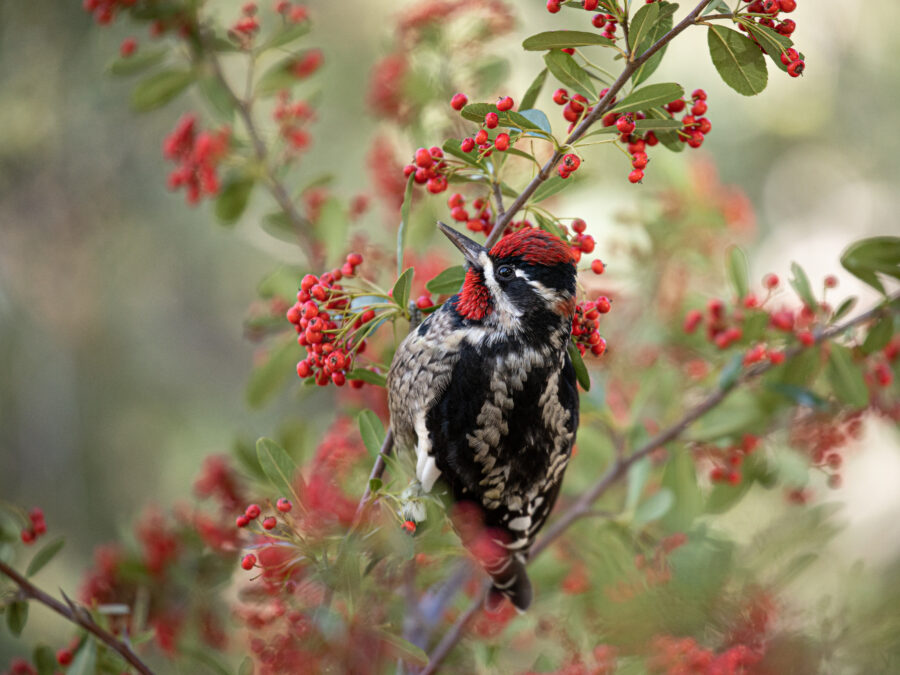 Red Naped Sapsucker by Leslie Leathers Photography