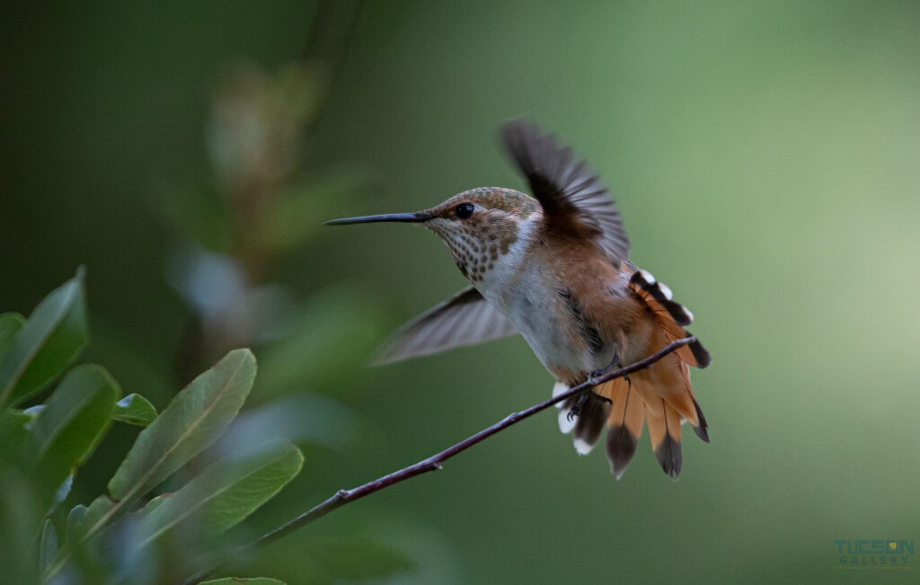 Rufous Hummingbird by Leslie Leathers Photography