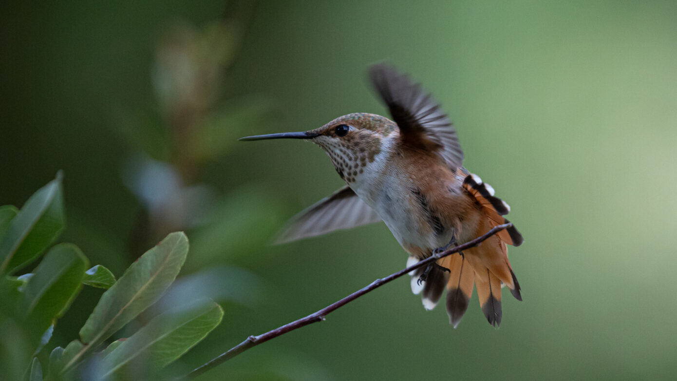 Rufous Hummingbird by Leslie Leathers Photography