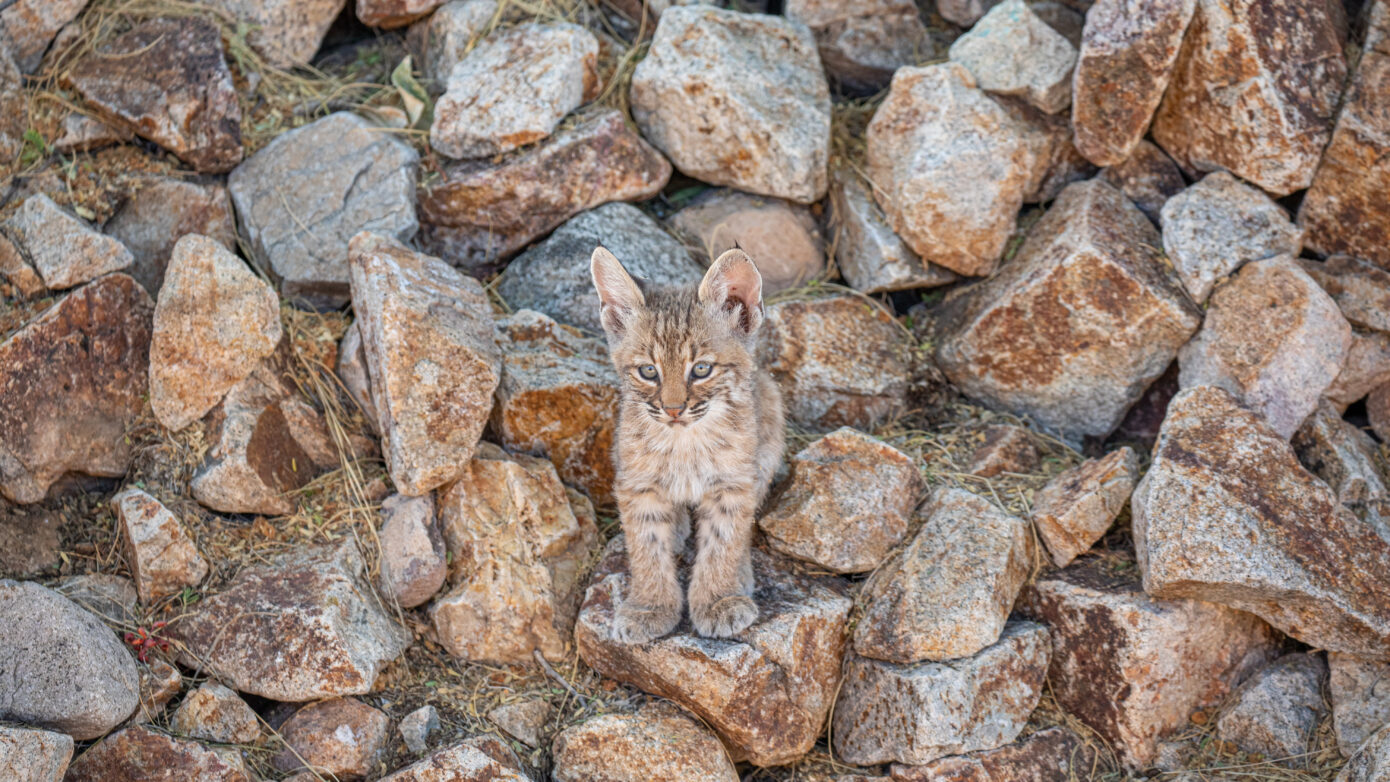 Baby Bobcat by Leslie Leathers Photography