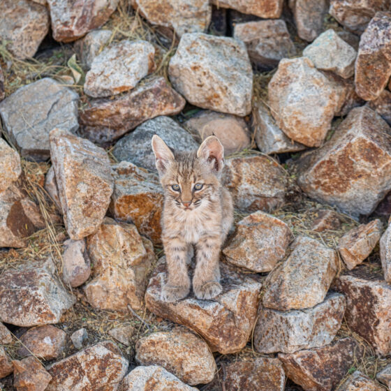 Baby Bobcat by Leslie Leathers Photography