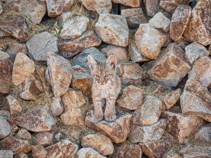 Baby Bobcat by Leslie Leathers Photography