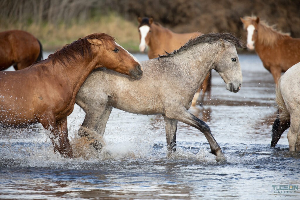 Wild Mustangs by Leslie Leathers Photography