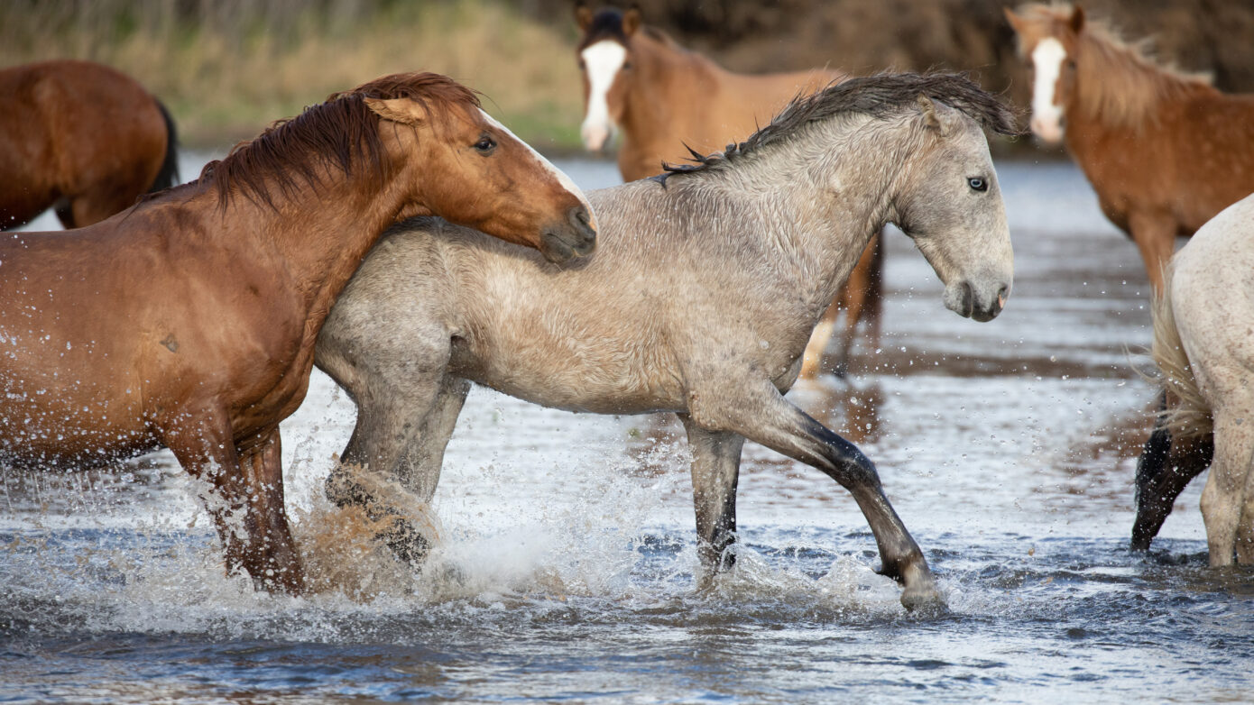 Wild Mustangs by Leslie Leathers Photography