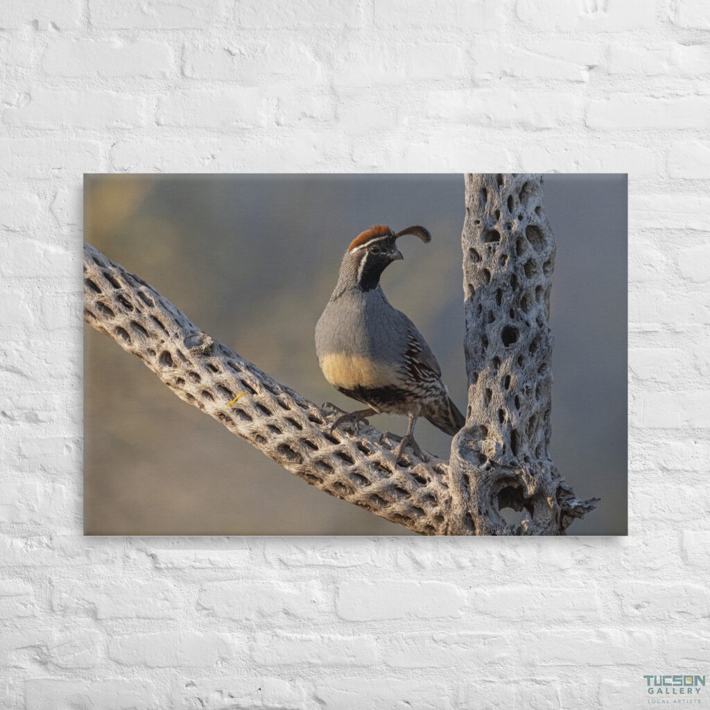 Quail on Cholla by Leslie Leathers Photography | Wrapped Canvas